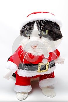 Santa Claus Animal