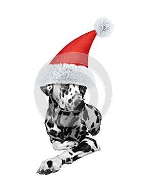 Santa claus dalmatian dog laying on the floor. Isolated on white