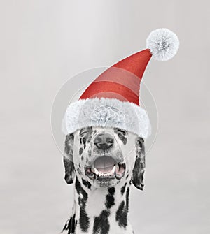 Santa claus dalmatian dog with new year cap and happy face