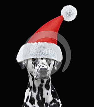 Santa claus dalmatian dog with new year hat. Isolated on back