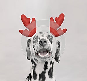 Santa claus dalmatian dog with new year horns and happy face