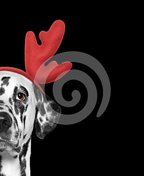 Santa claus dalmatian dog with new year horns and serious face. Isolated on black