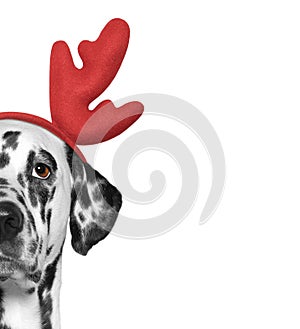 Santa claus dalmatian dog with new year horns and serious face. Isolated on white