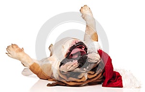 Santa claus english bulldog rolling on its back