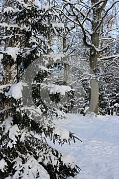 Santa Claus house winter snow tree nature Europe Belarus Christmas new year