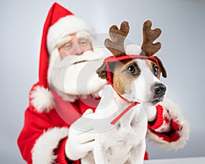 Santa claus and jack russell terrier dog dressed as a reindeer, santa's helper on a white background.