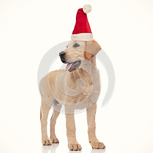 Santa claus labrador retriever puppy standing