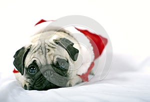 Santa Claus Puppy