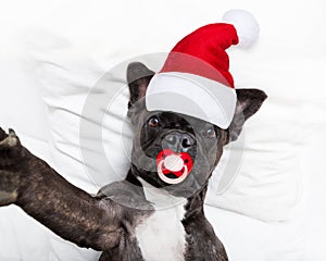 Santa claus selfie dog