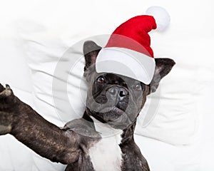 Santa claus selfie dog