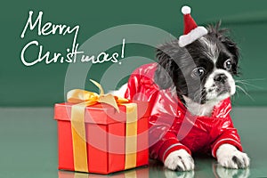 Santa Clous - shih tzu