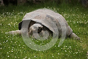 Santa Cruz Galapagos giant tortoise (Chelonoidis nigra porteri) photo