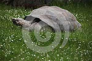 Santa Cruz Galapagos giant tortoise (Chelonoidis nigra porteri) photo