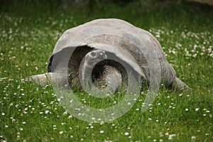 Santa Cruz Galapagos giant tortoise (Chelonoidis nigra porteri) photo