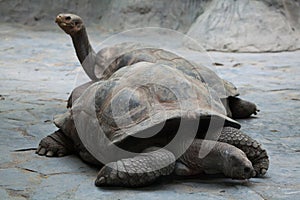 Santa Cruz Galapagos giant tortoise (Chelonoidis nigra porteri).