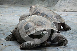 Santa Cruz Galapagos giant tortoise (Chelonoidis nigra porteri).