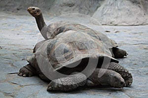 Santa Cruz Galapagos giant tortoise (Chelonoidis nigra porteri). photo
