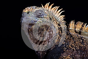 Marine iguana Amblyrhynchus cristatus hassi photo