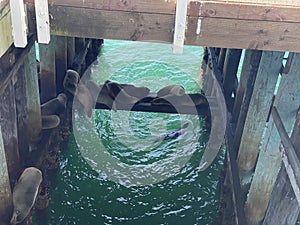 Santa Cruz Pier sea lions sleeping