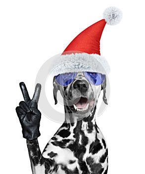 Santa dalmatian dog with victory fingers. Isolated on white