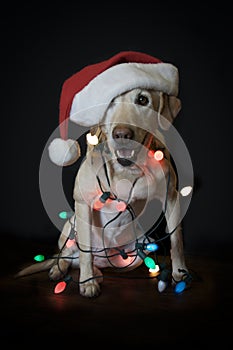 Santa dog