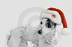 Santa dog