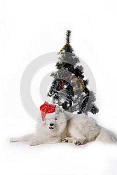 Santa dog