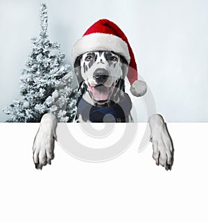 Santa dog with christmas ball on paw and a bell