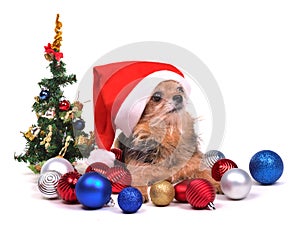 Santa dog with Christmas decorations