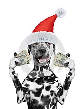 Santa dog holds in its paws a lot of money