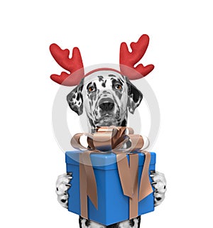 Santa dog in reindeer antlers with new year gift