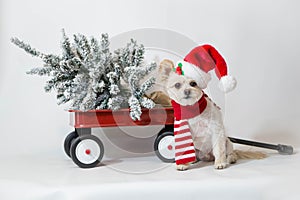 Santa Dog sitting next to Red Wagon