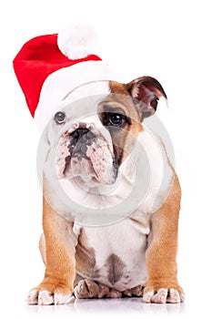 Santa english bulldog puppy sitting