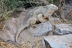 A Santa Fe land iguana, a species endemic to the Isla Sante Fe on the Galapagos Islands