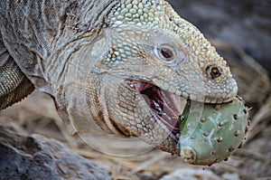 A Santa Fe land iguana, a species endemic to the Isla Sante Fe on the Galapagos Islands