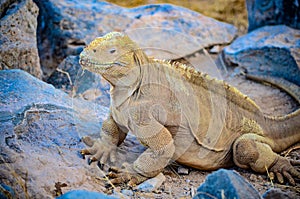 A Santa Fe land iguana, a species endemic to the Isla Sante Fe on the Galapagos Islands