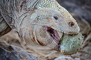 A Santa Fe land iguana, a species endemic to the Isla Sante Fe on the Galapagos Islands photo