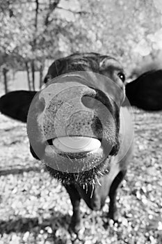 Santa Gertrudis cow funny face closeup in black and white