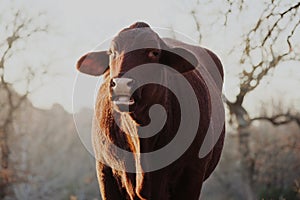 Santa Gertrudis cow portrait