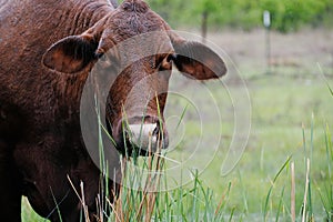 Santa Gertrudis cow in rainy weather