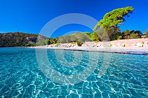 Santa Giulia sandy beach with pine trees and azure clear water, Corsica, France