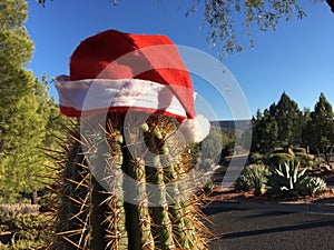 Santa Hat on Cactus