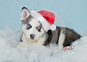 Santa Husky Puppy