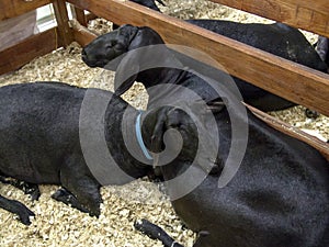 Santa ines sheep confined in stable photo