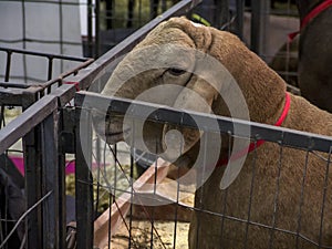 Santa ines sheep confined in stable photo