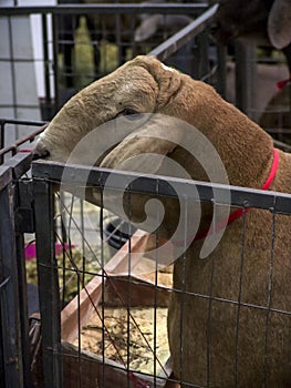 Santa ines sheep confined in stable photo