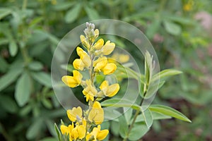 Santa Inez goldenbanner Thermopsis macrophylla, close-up flowers