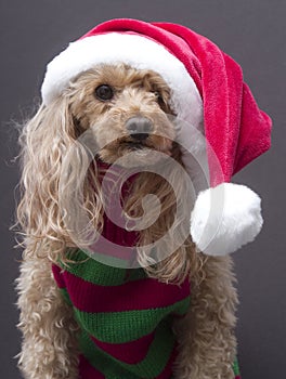 Santa Inspired Pooch