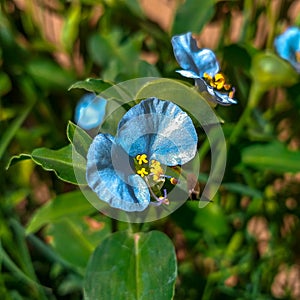 Santa lucia flower, commelina erecta photo