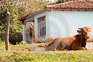 Santa Maria de Fe, Misiones, Paraguay - Cow Lying in the Front Yard outside the House in the Paraguayan Countryside photo